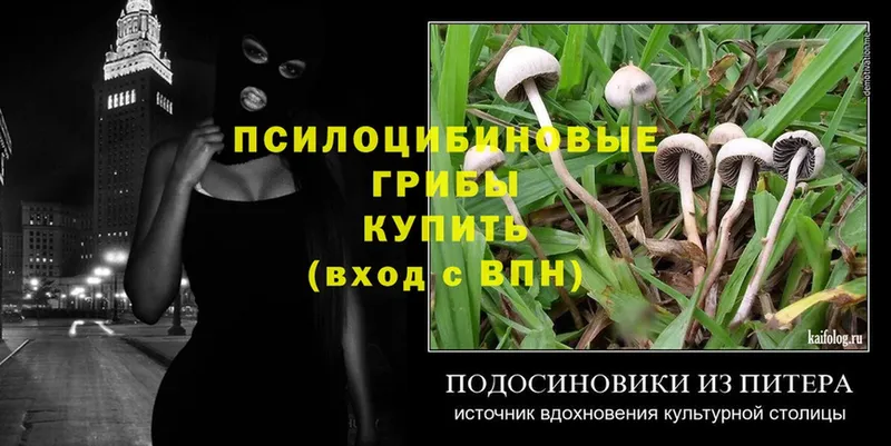 Псилоцибиновые грибы Psilocybine cubensis  Котовск 